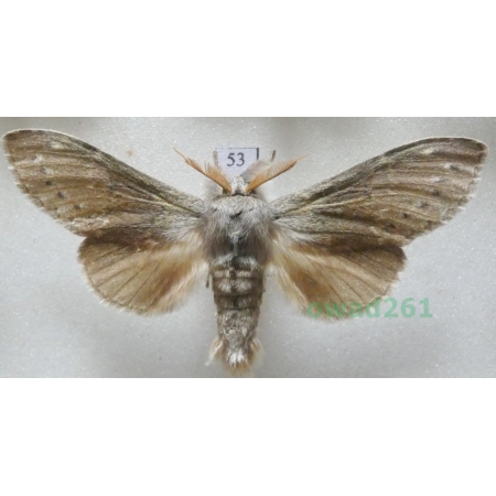 Stauropus fagi (Linnaeus, 1758) male Czech53